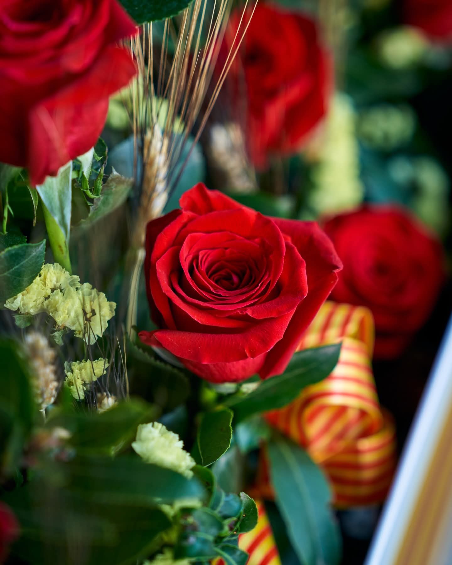 Rosa vermella amb espiga i llaç de les quatre barres